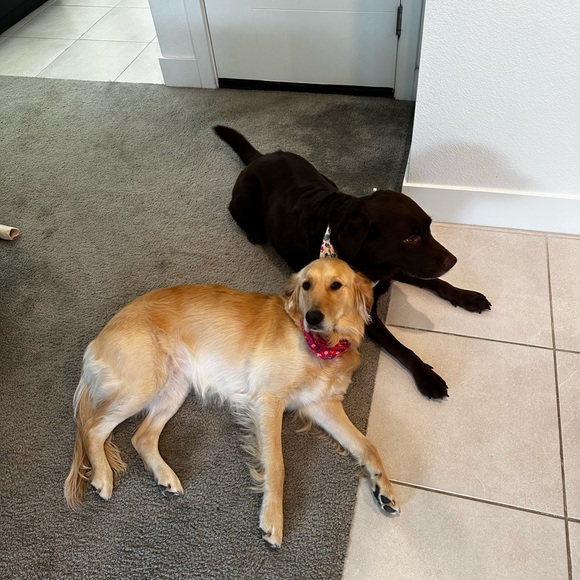 Meet your Posher, Brin - Picture 2 of 3